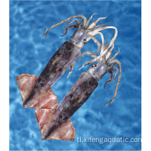 Seafood Whole Round Bartrami Squid Frozen Squid
